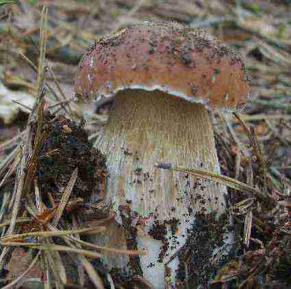  Image name: 86 Porcino.jpg 
 width: 425 pixel 
 height: 423 pixel 
 Size: 18471 bytes 
 Click to enlarge 